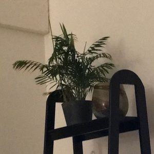 Meet your Posher, Cynthia